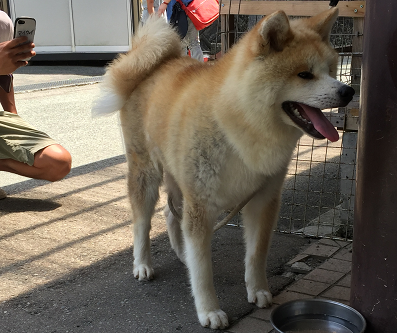 Akita Inu, 秋田犬